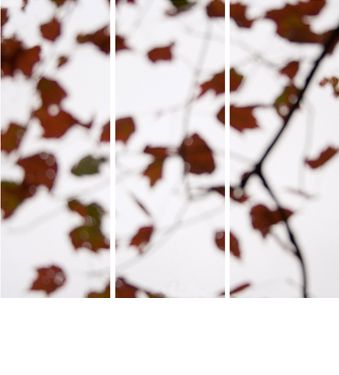 Sugar Maple Floaters (Red), ed. 8/12 