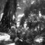 Monkey Forest, Bali, ed. 1/25