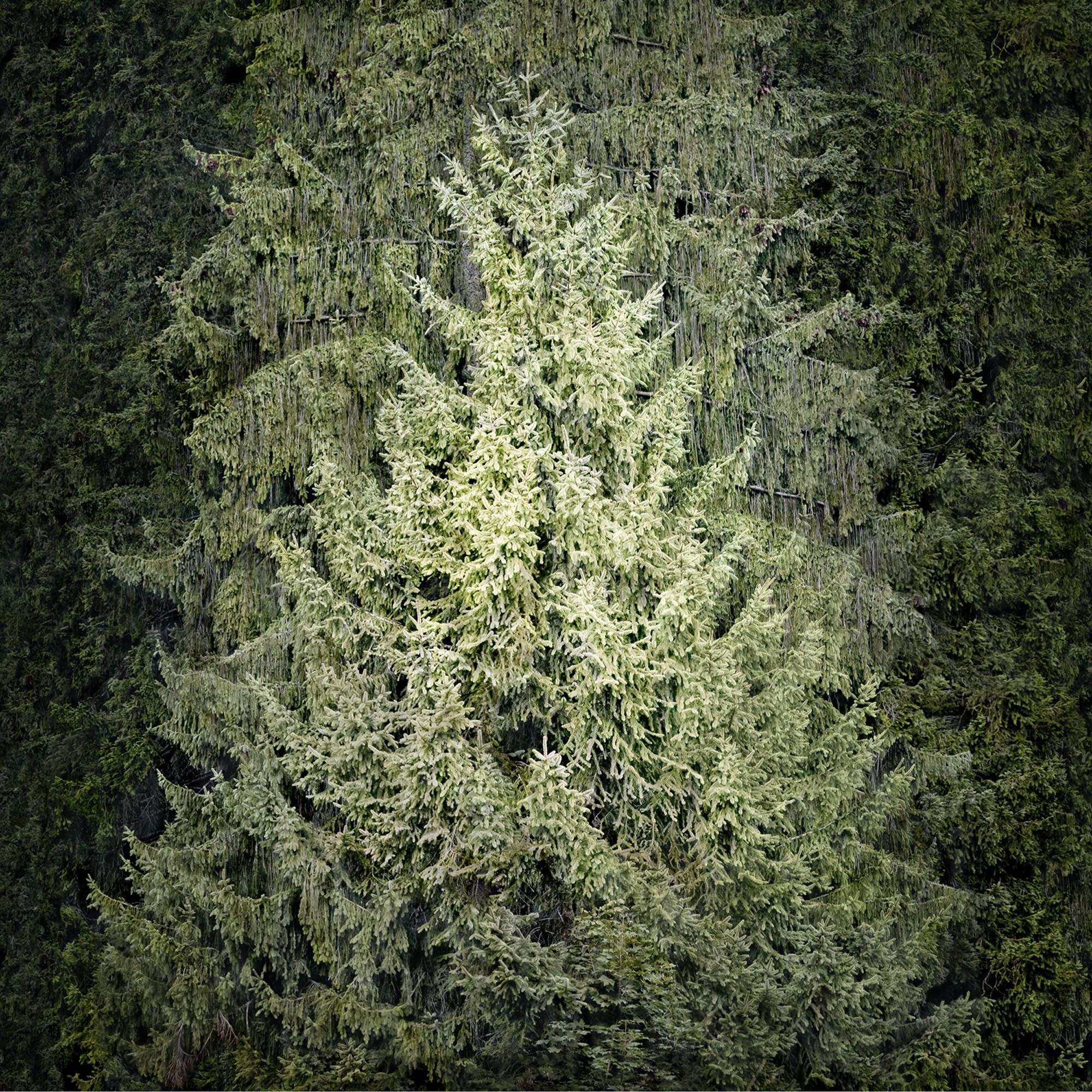 Albero Genitore, (Parent Tree) Ed. 4/5