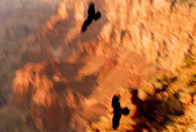 Condors Soar, ed. 2/7