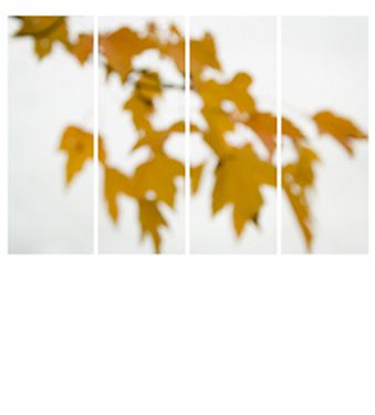 Sugar Maple Floaters (Orange), ed. 1/12