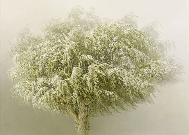 Willow 2, Ed. 3/5