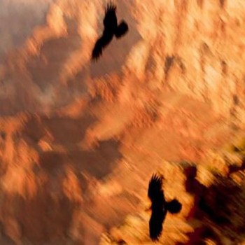 Condors Soar, ed. 2/7