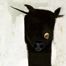 Apis Bull