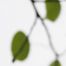 Quaking Ash, No. 3, ed. 1/12