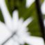 Winter Plumeria, No. 5, ed. 1/12