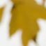 Sugar Maple Floaters (Orange), ed. 1/12