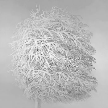 Albero Neve (Snow Tree) Ed. 2/5