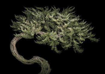 Cypress of Monterey, Ed 1/5